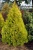 туя западная  европа голд  / thuja occidentalis europa gold