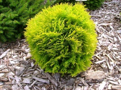 туя западная мириам / thuja occ. mirjam