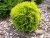 туя западная мириам / thuja occ. mirjam