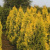 туя западная  европа голд  / thuja occidentalis europa gold