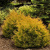 Туя западная Рейнголд / Thuja occ. Rheingold туя западная рейнголд / thuja occ. rheingold