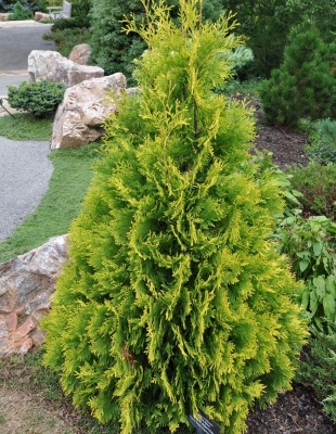 туя западная еллоу риббон / thuja occidentalis yellow ribbon