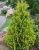туя западная еллоу риббон / thuja occidentalis yellow ribbon