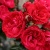 роза плетистая ред эден роуз (red eden rose)