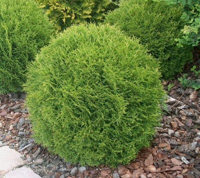 туя западная даника / thuja occidentalis danica
