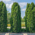 туя западная колумна  / thuja occ. cоlumna