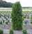 туя западная колумна  / thuja occ. cоlumna