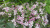 Флокс шиловидный Apple Blossom флокс шиловидный apple blossom