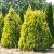 туя западная  европа голд  / thuja occidentalis europa gold