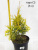 туя западная еллоу риббон / thuja occidentalis yellow ribbon