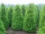 туя западная  брабант / thuja occidentalis  brabant