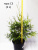 туя западная  брабант / thuja occidentalis  brabant
