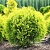 туя западная  даника ауреа / thuja occidentalis danica aurea