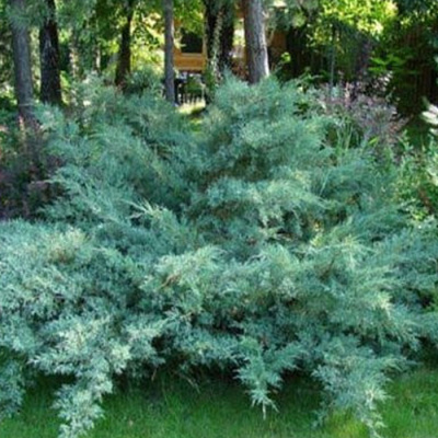 можжевельник средний pfitzeriana glauca / juniperus pfitzeriana pfitzeriana glauca