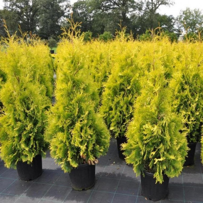 туя западная еллоу риббон / thuja occidentalis yellow ribbon