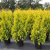 туя западная еллоу риббон / thuja occidentalis yellow ribbon
